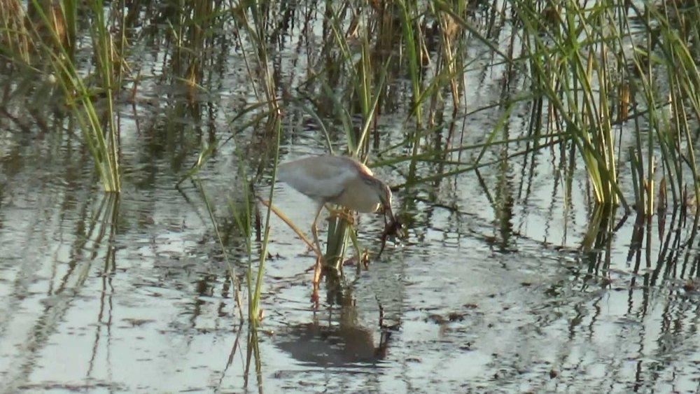 Konya'da tehlike sinyalleri! Beyşehir Gölü'nde sular 200 metreden fazla çekildi