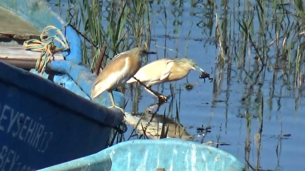 Konya'da tehlike sinyalleri! Beyşehir Gölü'nde sular 200 metreden fazla çekildi