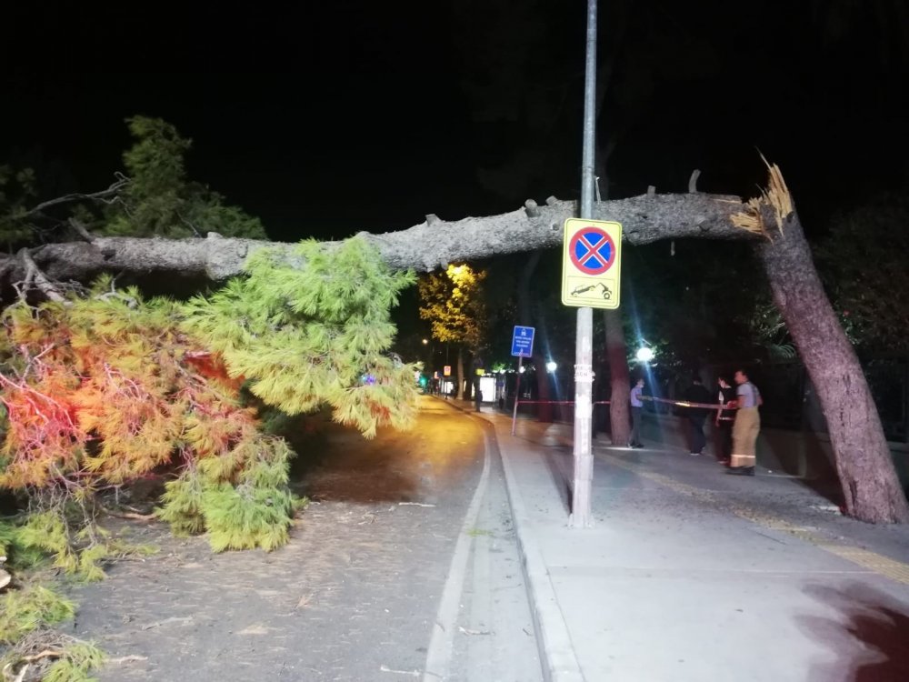 Çam ağacı devrildi!  Yol kapandı tramvay seferleri durdu
