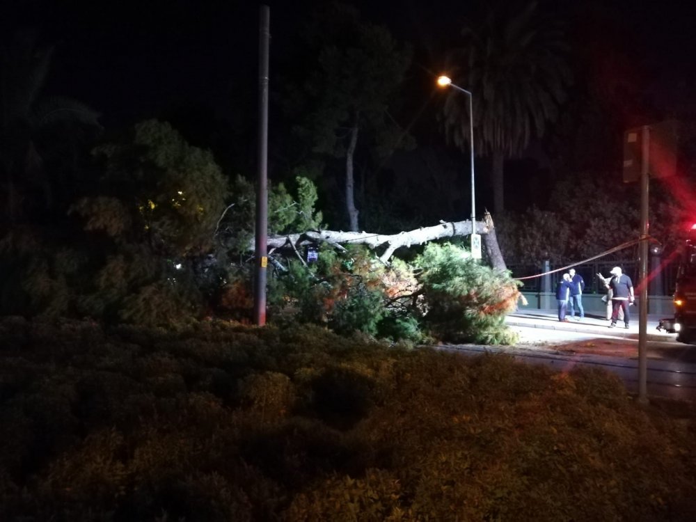 Çam ağacı devrildi!  Yol kapandı tramvay seferleri durdu