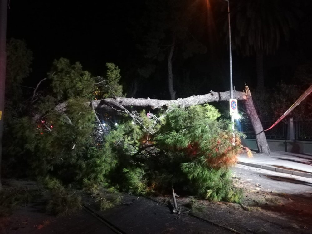 Çam ağacı devrildi!  Yol kapandı tramvay seferleri durdu