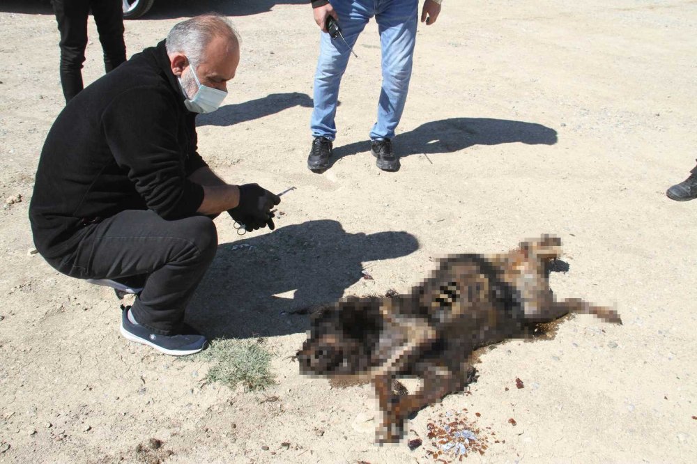Konya'da yakıldığı iddia edilen köpekle ilgili gerçek ortaya çıktı
