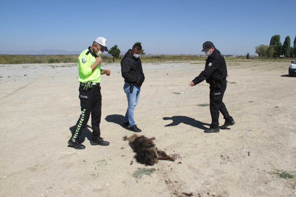 Konya'da yakıldığı iddia edilen köpekle ilgili gerçek ortaya çıktı