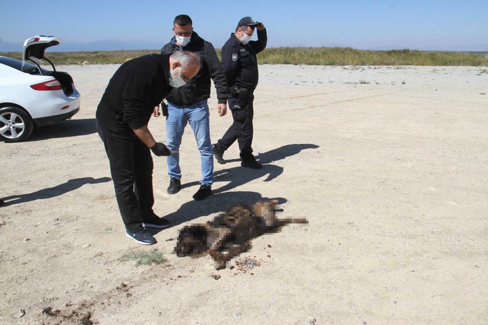 Konya'da yakıldığı iddia edilen köpekle ilgili gerçek ortaya çıktı