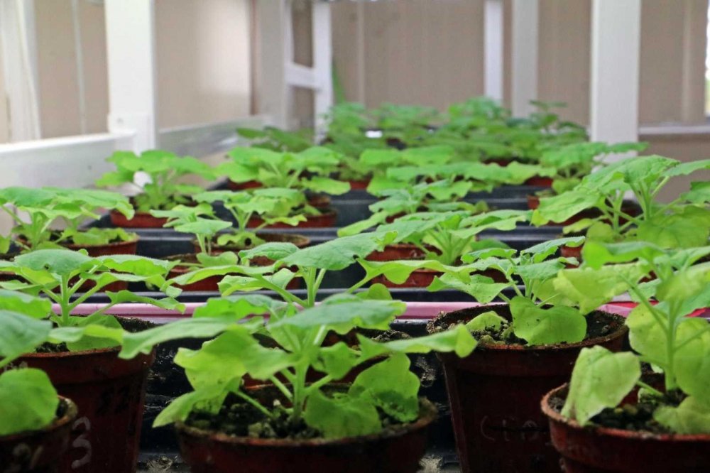 Covid-19’a karşı kokteyl aşı! Çocuklarda da güvenle kullanılabileceği iddia edildi