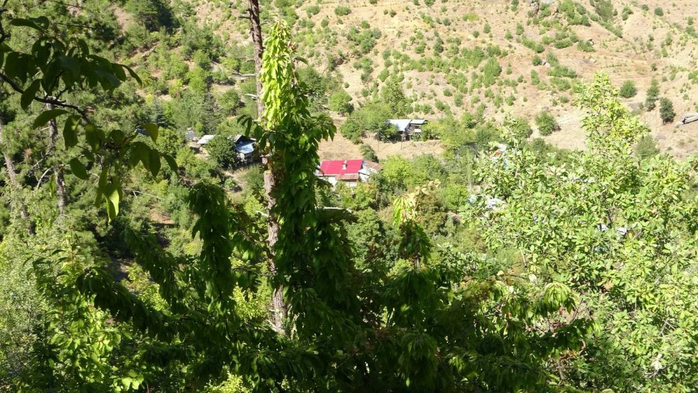 Toroslar’da sonbahar görsel şölen oluşturdu