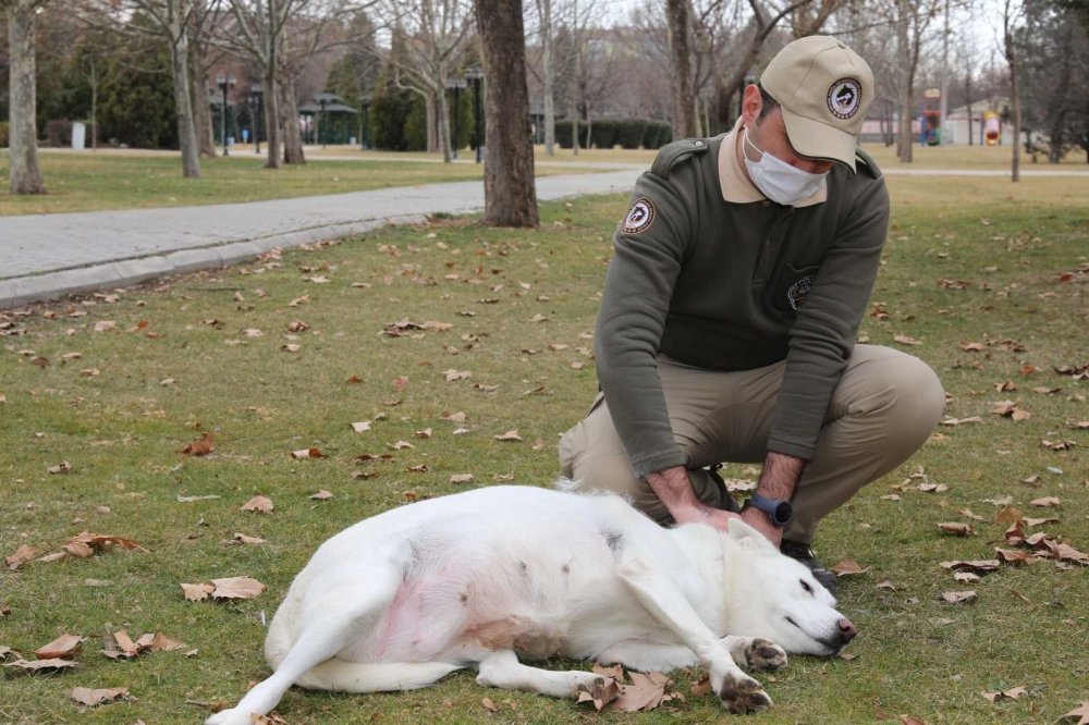 Konya polisi doğa ve hayvanlara karşı işlenen suçlara karşı teyakkuzda