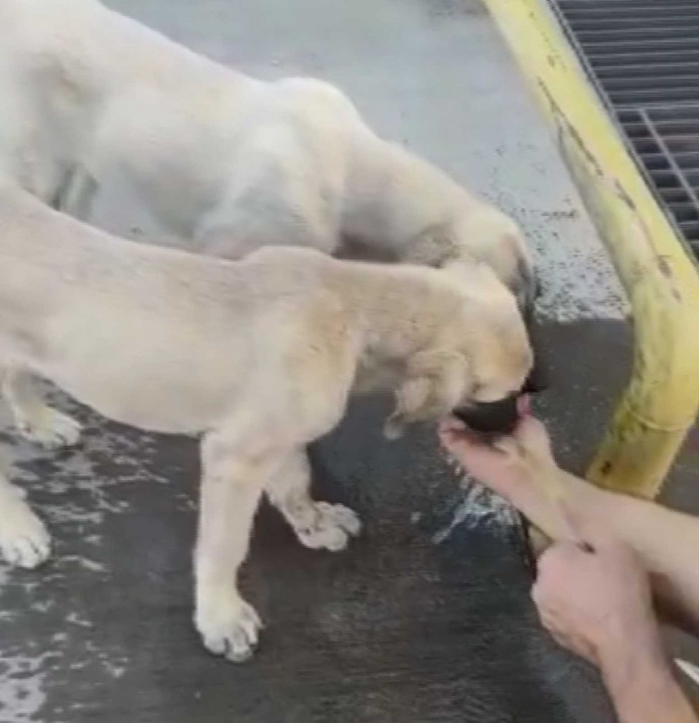 Düşmana korku dosta güven! Özel Harekat