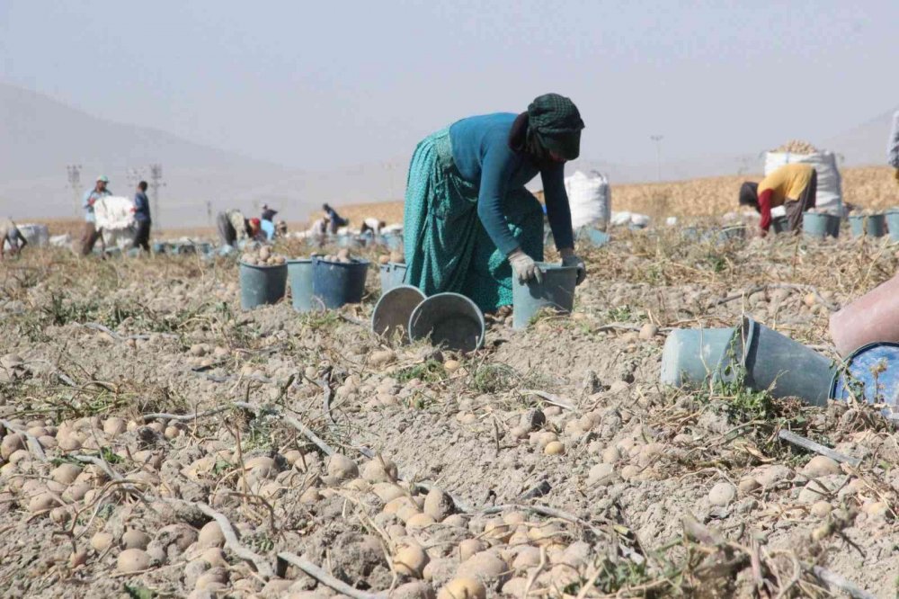 Karaman'da işçiler kovaları fırlatıp hasada başladı! Rekolte düşük fiyat fırlayabilir