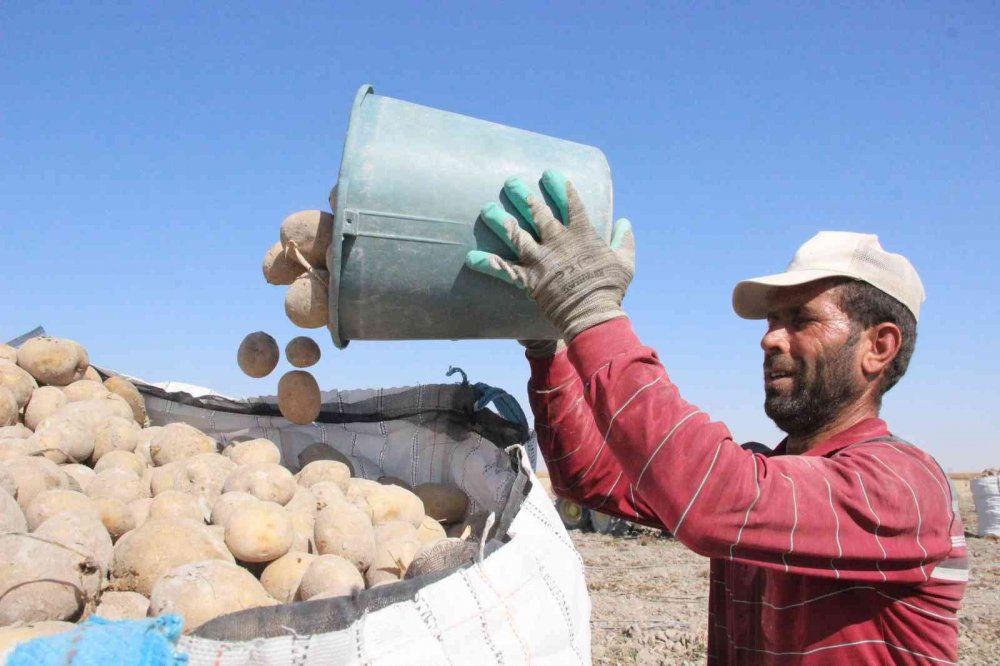 Karaman'da işçiler kovaları fırlatıp hasada başladı! Rekolte düşük fiyat fırlayabilir