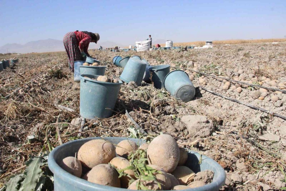 Karaman'da işçiler kovaları fırlatıp hasada başladı! Rekolte düşük fiyat fırlayabilir