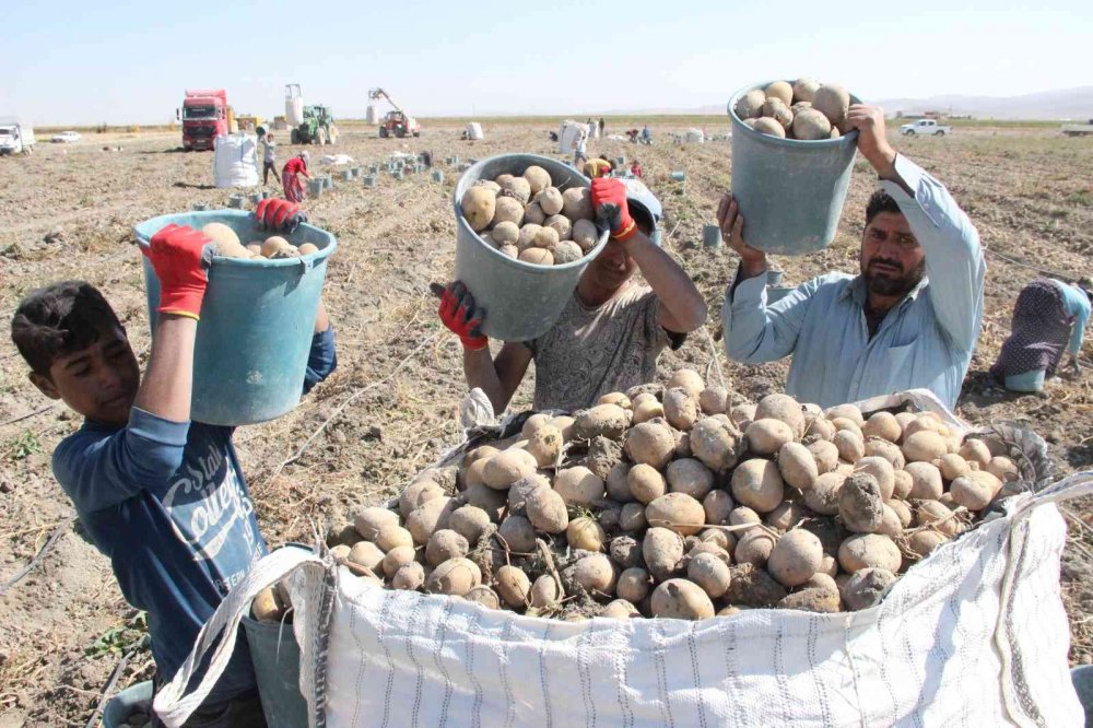 Karaman'da işçiler kovaları fırlatıp hasada başladı! Rekolte düşük fiyat fırlayabilir
