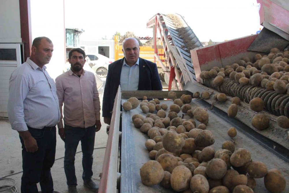 Karaman'da işçiler kovaları fırlatıp hasada başladı! Rekolte düşük fiyat fırlayabilir