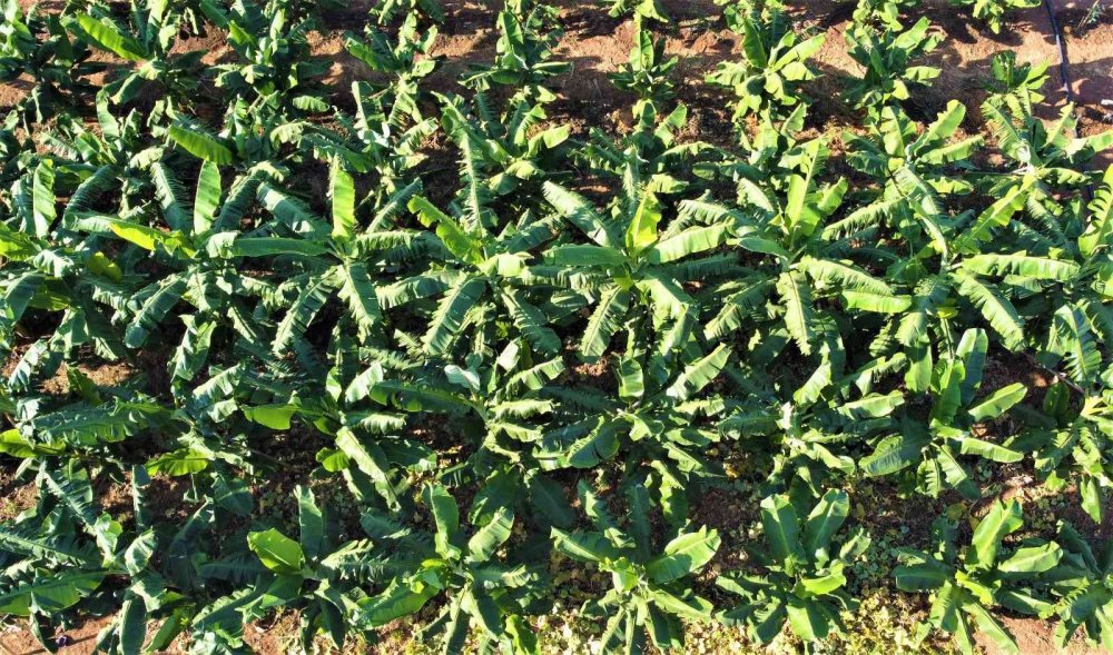 Mersin ithal muzlara kafa tutuyor! Dünyaya ihraç edilecek