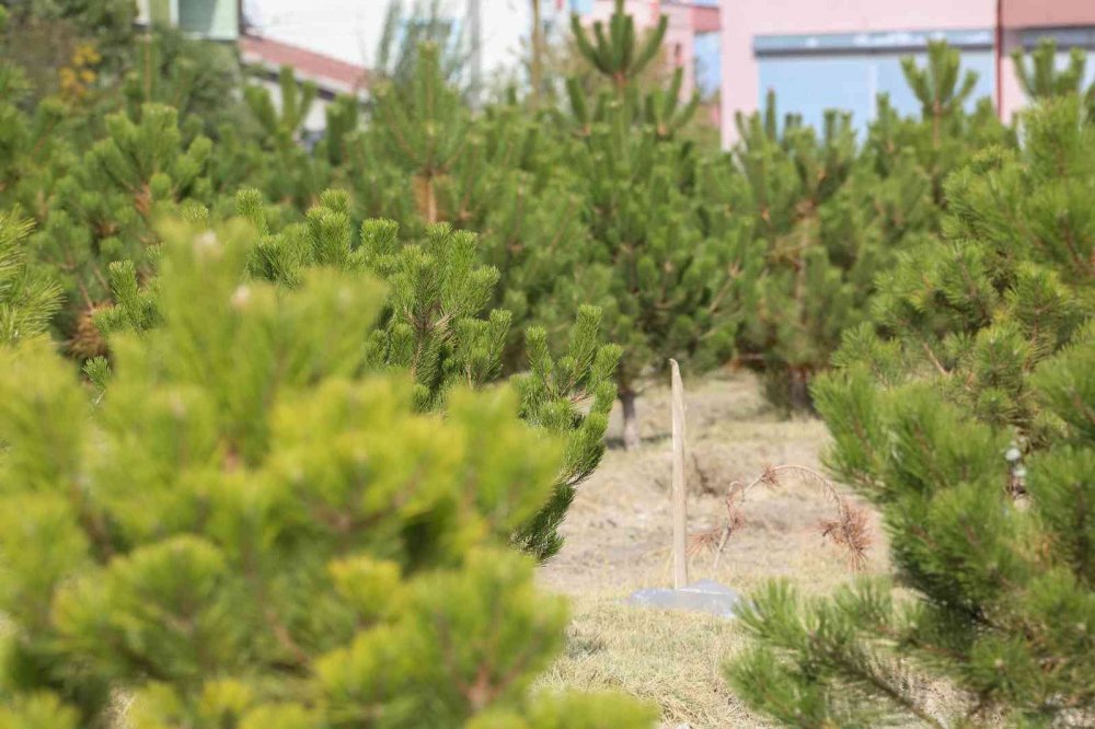 Meram Belediyesi’nden doğan her bebeğe bir fidan