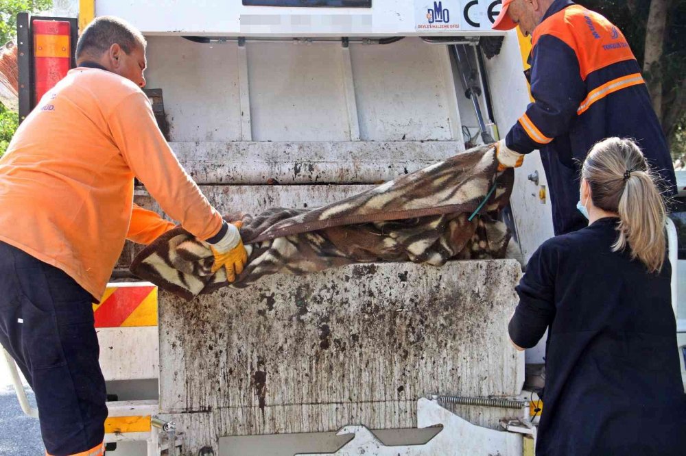 'Ceset gömüyor' ihbarı ortalığı karıştırdı! Köpeğini çöp kamyonunda görünce çılgına döndü