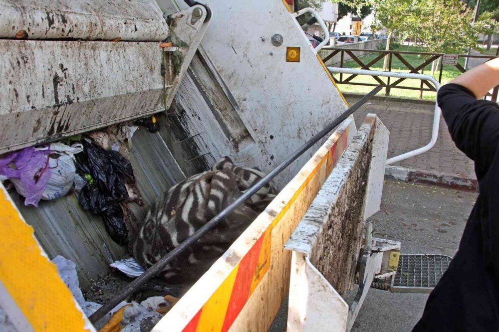 'Ceset gömüyor' ihbarı ortalığı karıştırdı! Köpeğini çöp kamyonunda görünce çılgına döndü