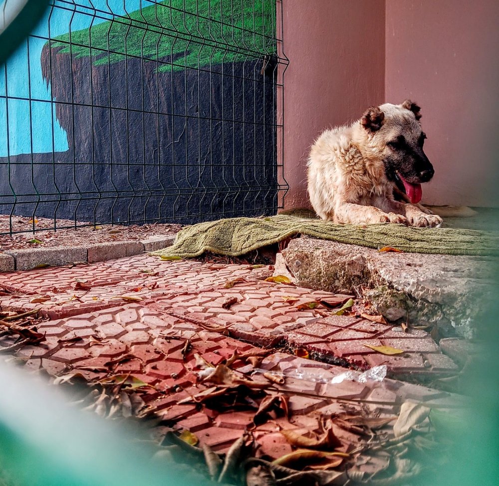 'Ceset gömüyor' ihbarı ortalığı karıştırdı! Köpeğini çöp kamyonunda görünce çılgına döndü