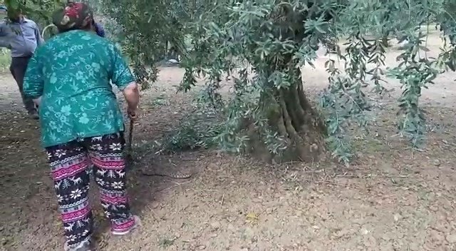 Zeytin toplayan aileye zehirli engerek yılanı saldırdı