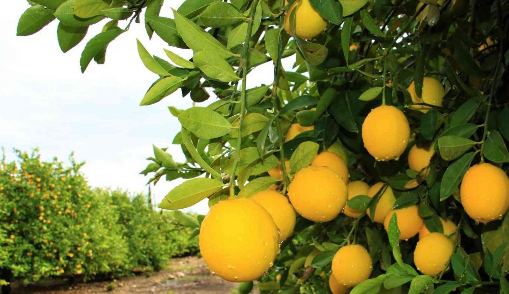 Limonun kilosu dalında 40 kuruşa düştü!