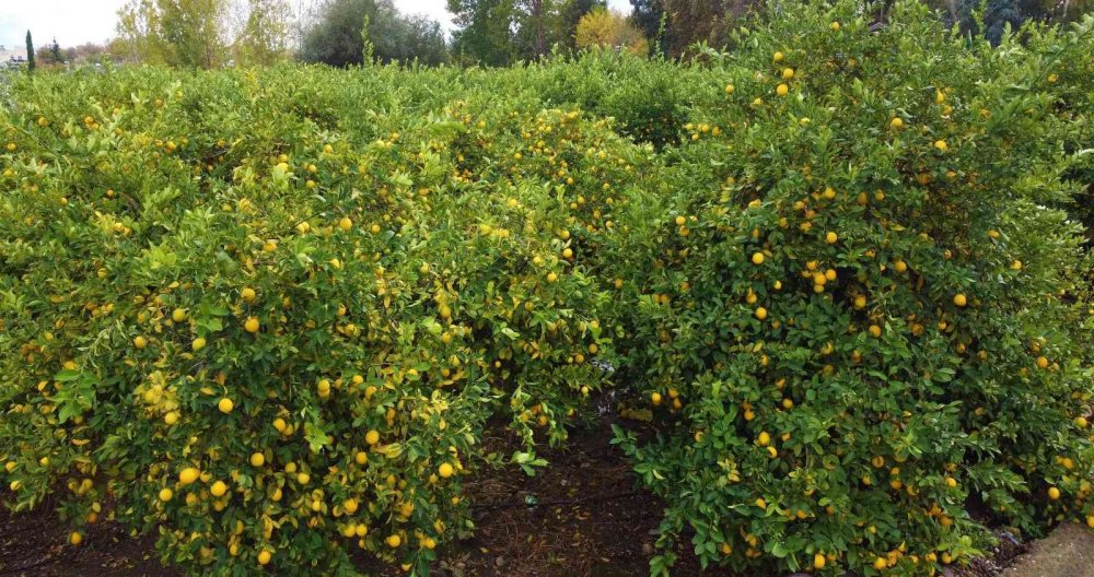 Limonun kilosu dalında 40 kuruşa düştü!