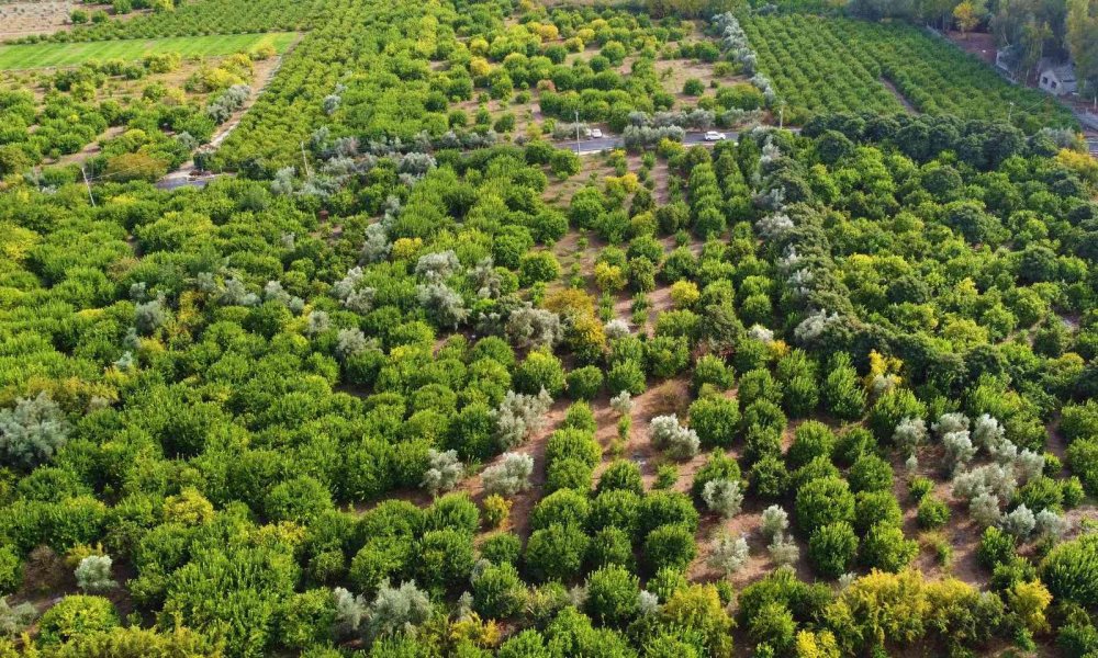 Limonun kilosu dalında 40 kuruşa düştü!