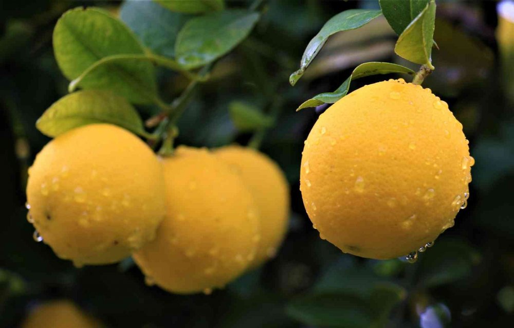 Limonun kilosu dalında 40 kuruşa düştü!