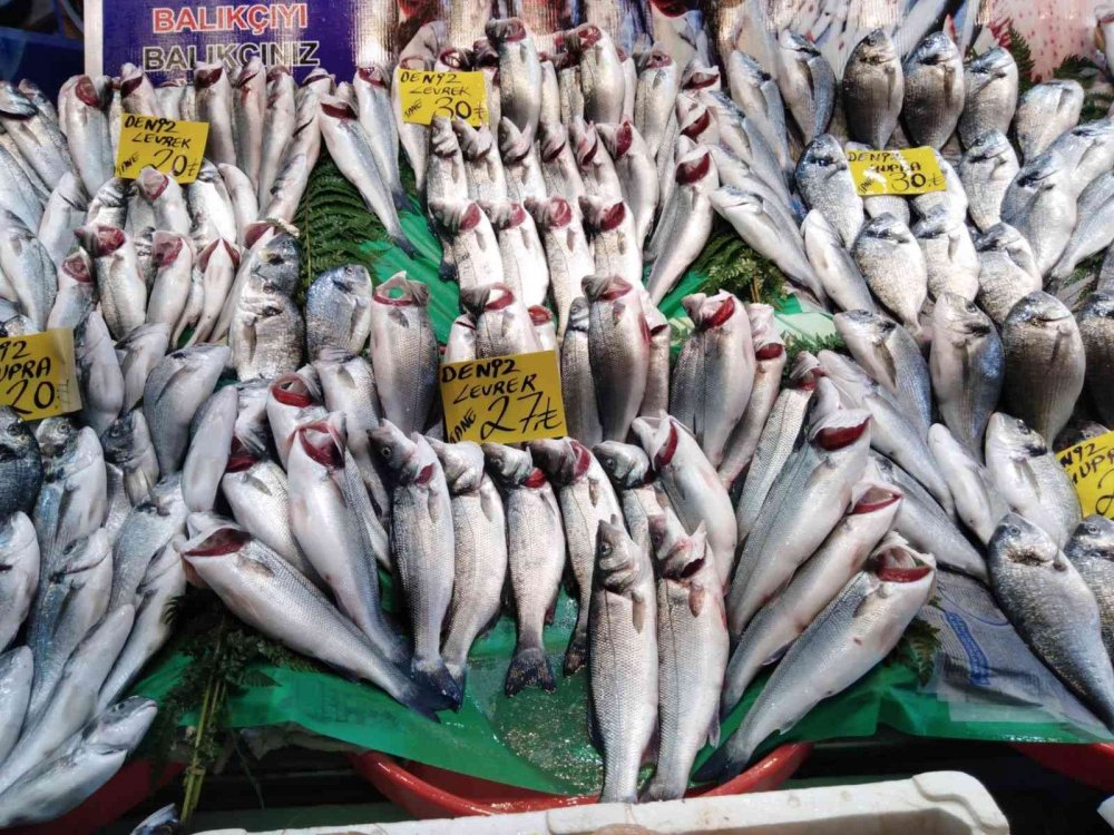 Palamut az olunca hamsi bollaştı