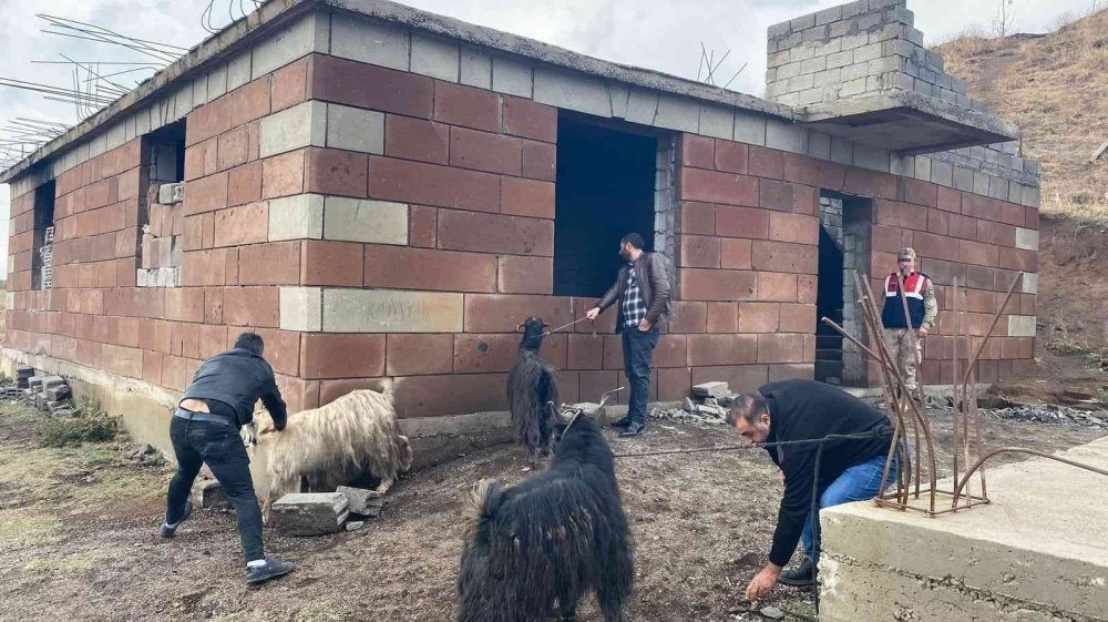 Köylünün küçükbaş hayvan ve arı kovanlarını çalan hırsızlar yakalandı