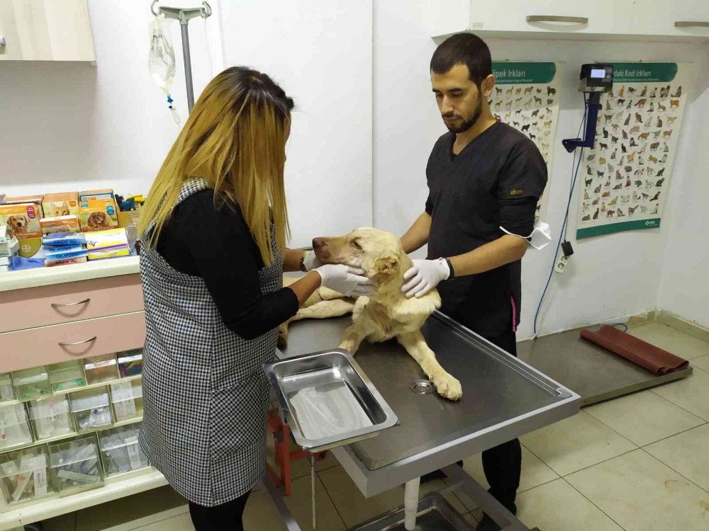 Acı içinde kıvranırken bulundu! 6 aylık köpeğe yapılan işkence pes dedirtti