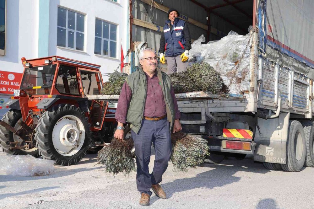 Konya'da lavanta seferberliği! Büyükşehirden üreticiye 540 bin lavanta fidesi desteği daha