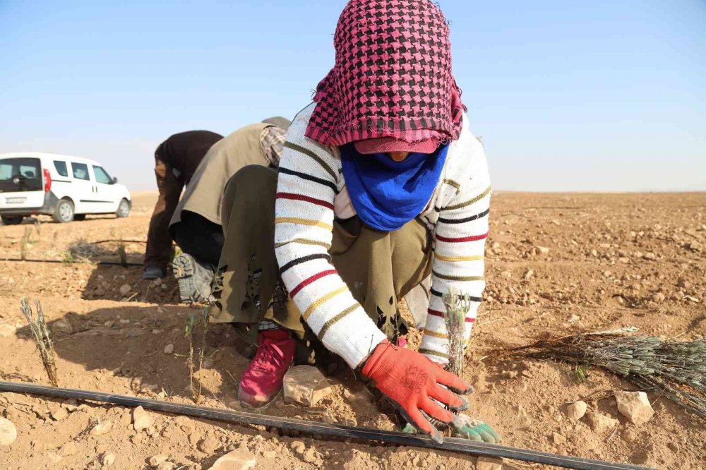 Konya'da lavanta seferberliği! Büyükşehirden üreticiye 540 bin lavanta fidesi desteği daha