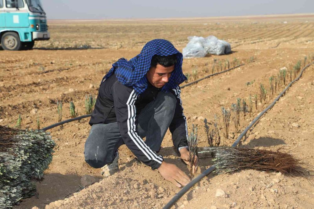 Konya'da lavanta seferberliği! Büyükşehirden üreticiye 540 bin lavanta fidesi desteği daha