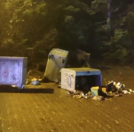Dağda aç kalan anne ve iki yavru ayı çöpü devirip karnını doyurdu
