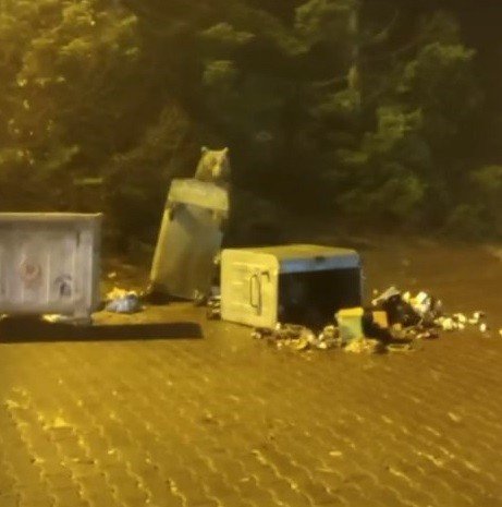 Dağda aç kalan anne ve iki yavru ayı çöpü devirip karnını doyurdu