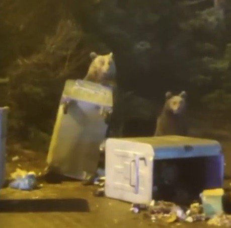 Dağda aç kalan anne ve iki yavru ayı çöpü devirip karnını doyurdu