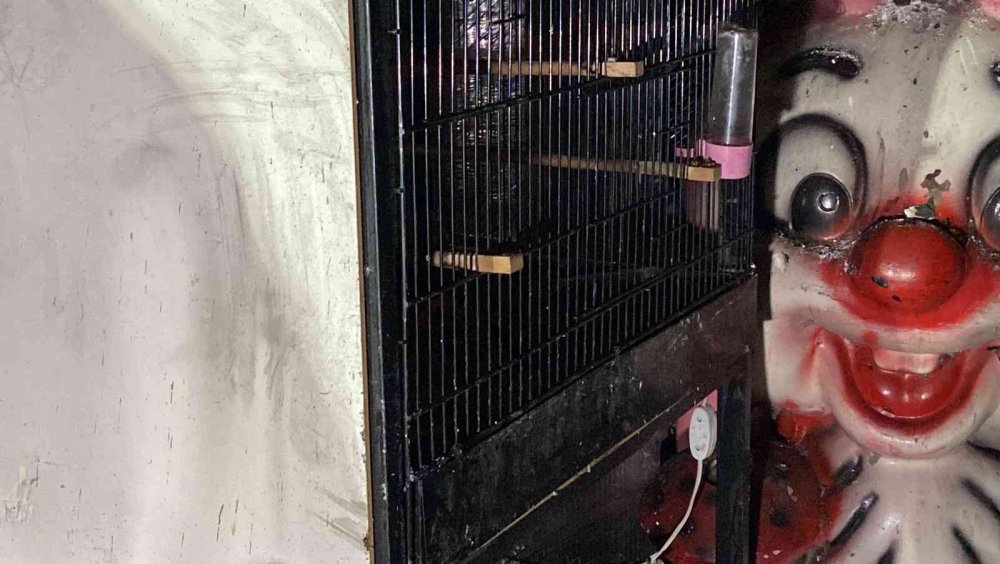 Pet shopta yangın! Çok sayıda hayvan öldü