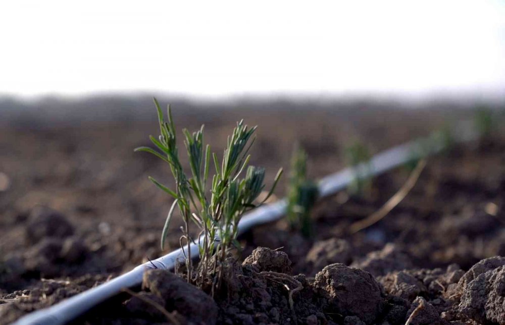 Karatay Lavanta Bahçesi 250 bin metrekare daha büyüyor! Ekim çalışmaları başladı