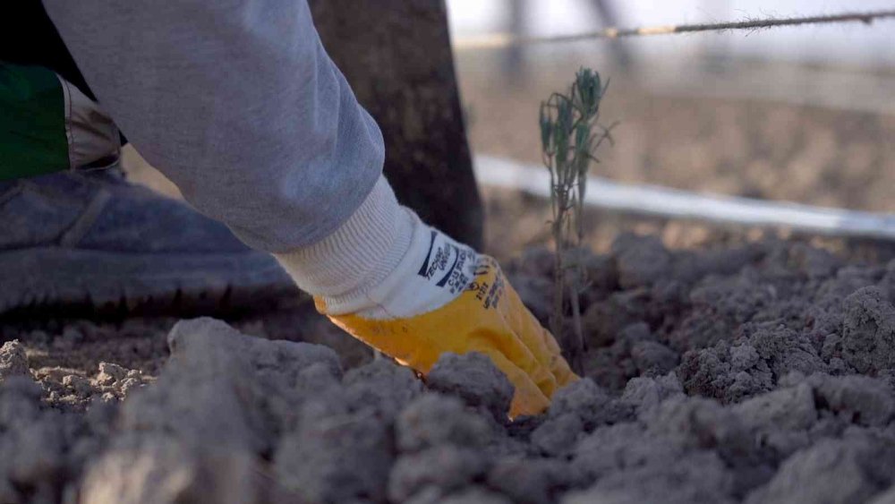Karatay Lavanta Bahçesi 250 bin metrekare daha büyüyor! Ekim çalışmaları başladı