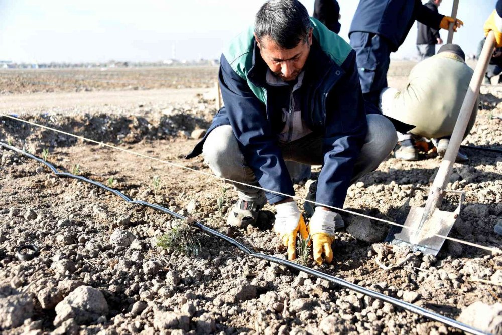 Karatay Lavanta Bahçesi 250 bin metrekare daha büyüyor! Ekim çalışmaları başladı