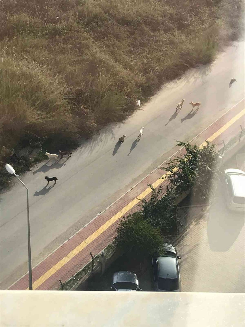 Sokak köpekleri yine dehşet saçtı! Saldırıya uğrayan yaşlı adamı esnaf kurtardı