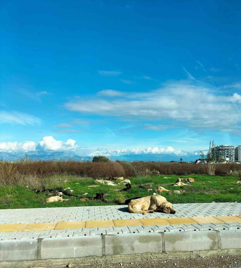 Sokak köpekleri yine dehşet saçtı! Saldırıya uğrayan yaşlı adamı esnaf kurtardı