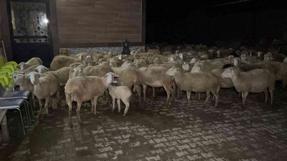 Çiftlik alev alev yandı! 160 küçükbaş hayvan son anda kurtarıldı