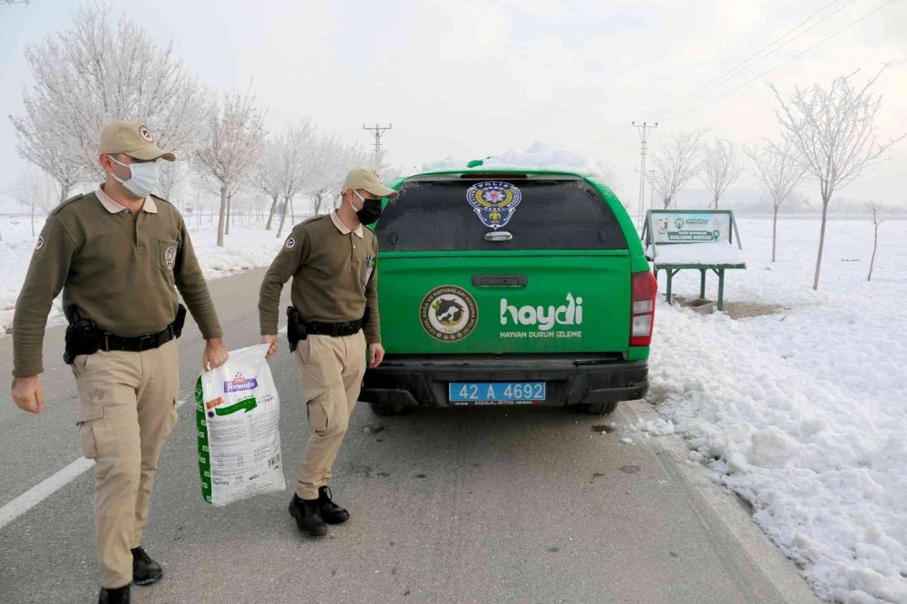 Konya'da hayvan haklarını ihlal eden 49 kişiye 417 bin 545 lira para cezası