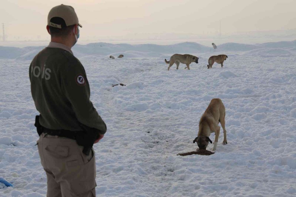 Konya'da hayvan haklarını ihlal eden 49 kişiye 417 bin 545 lira para cezası
