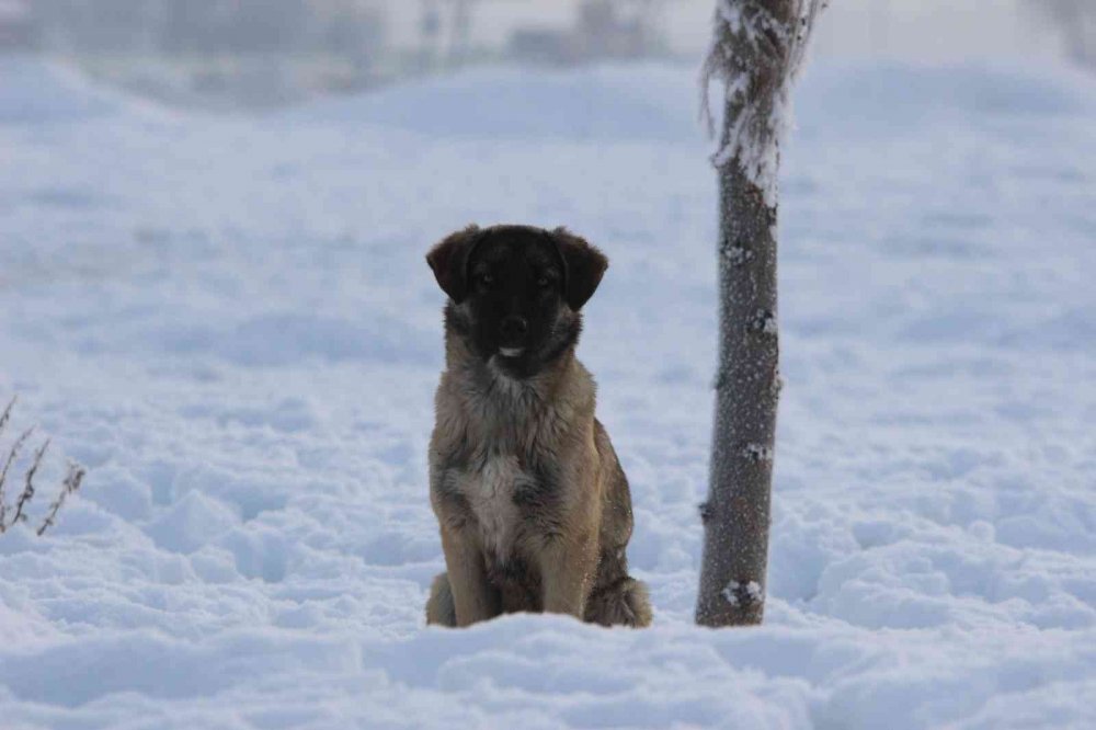 Konya'da hayvan haklarını ihlal eden 49 kişiye 417 bin 545 lira para cezası