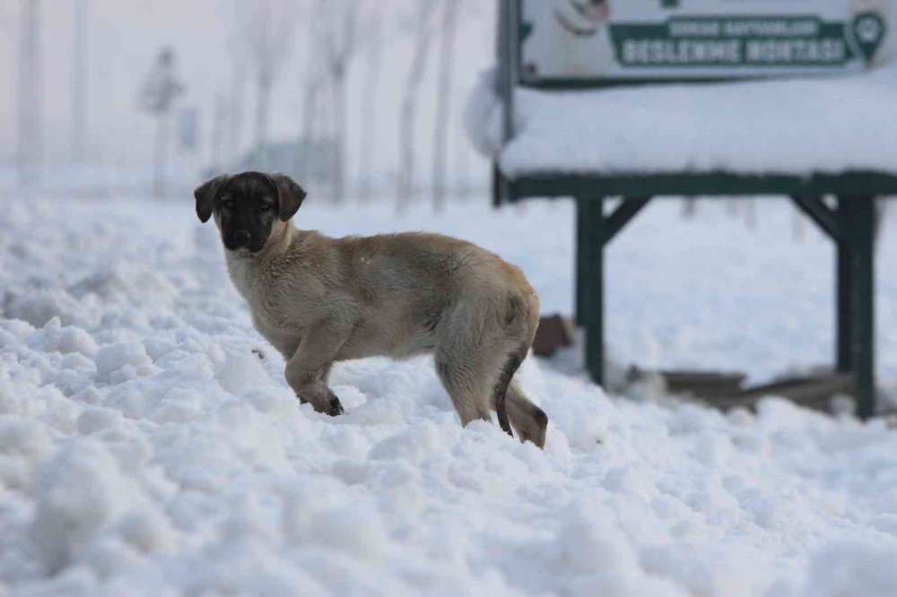 Konya'da hayvan haklarını ihlal eden 49 kişiye 417 bin 545 lira para cezası