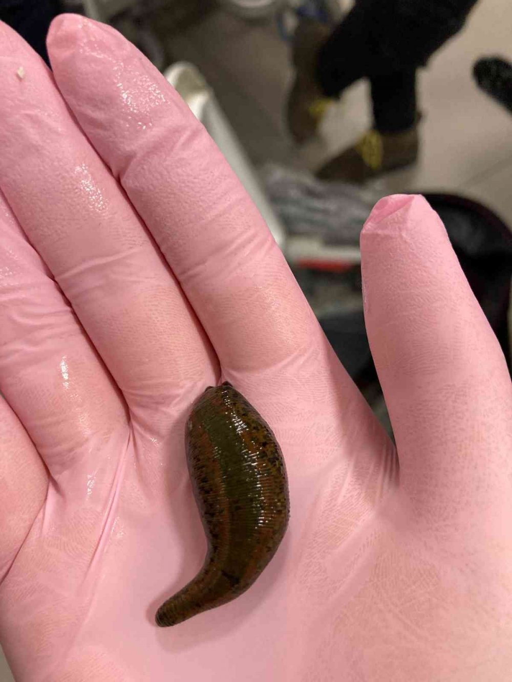 Yurt dışına çıkarılmak istenen 4 bin canlı tıbbi sülük havalimanında yakalandı