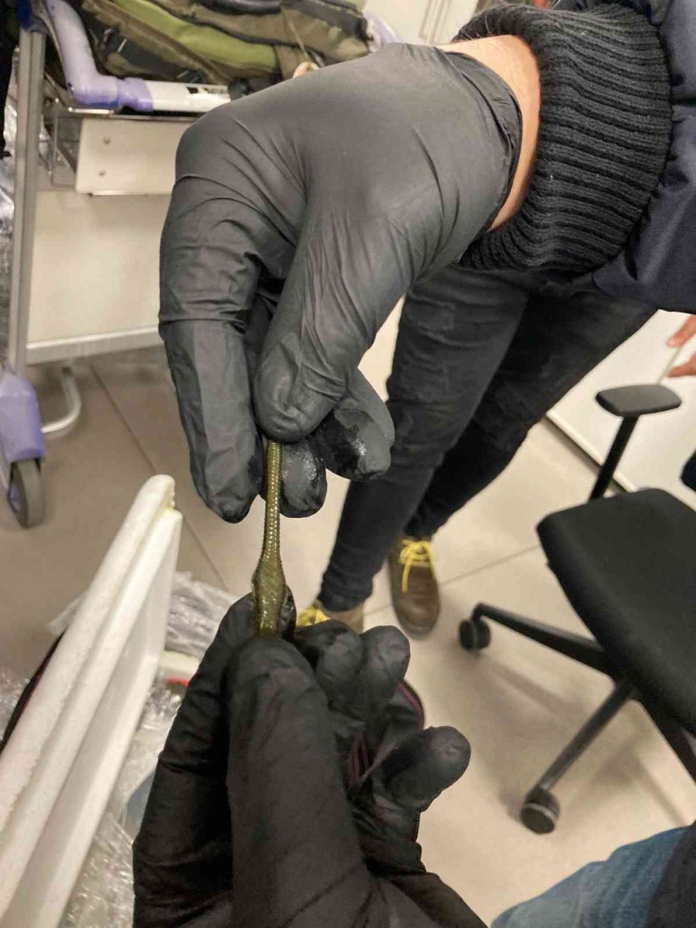 Yurt dışına çıkarılmak istenen 4 bin canlı tıbbi sülük havalimanında yakalandı