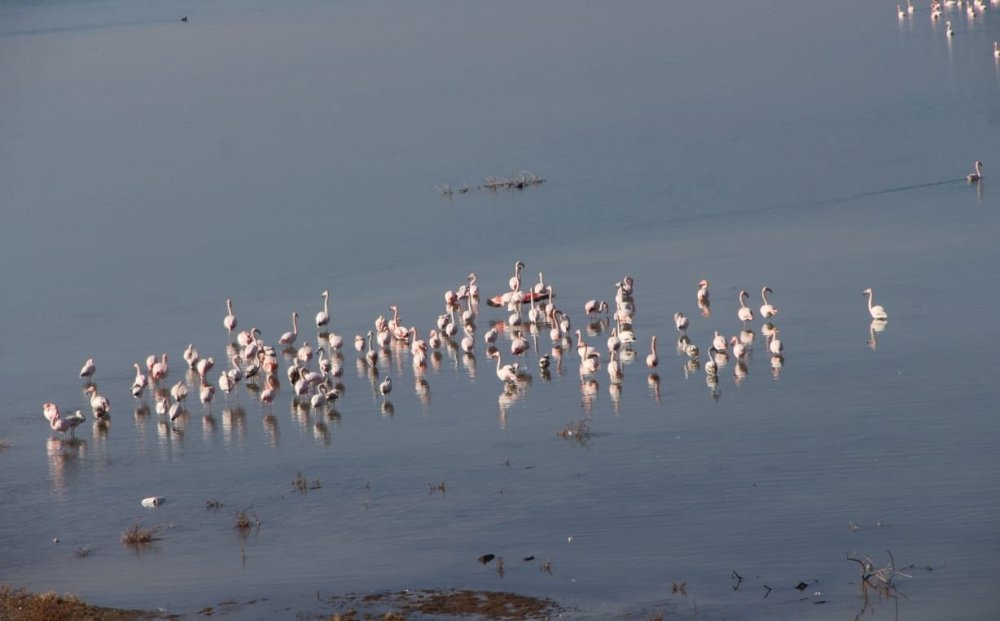 Barajlar doldu! Allı turnalar Konya'ya geri döndü